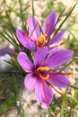 Beautiful saffron flowers Royalty Free Stock Photo