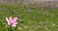 Beautiful saffron flowers Royalty Free Stock Photo