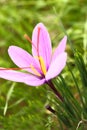 Beautiful saffron flowers Royalty Free Stock Photo