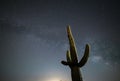 Beautiful Saguaro Cactus under the Milky Way Galaxy Royalty Free Stock Photo