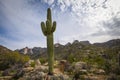 Beautiful Saguaro Tree