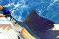 Beautiful sailfish Royalty Free Stock Photo