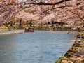 Beautiful Sakura blossom in Hikone, Japan 1