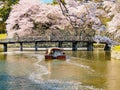 Beautiful Sakura blossom in Hikone, Japan 2