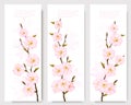 Beautiful sakura branch banners.
