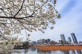 Beautiful sakura cherry blossom with background of cityscape beside Shinobazu pond at Ueno park, spring season in Tokyo, Japan Royalty Free Stock Photo