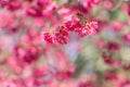 Beautiful Sakura Cherry Blossom in dark pink color in spring Royalty Free Stock Photo