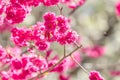 Beautiful Sakura Cherry Blossom in dark pink color in spring Royalty Free Stock Photo