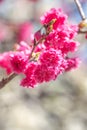 Beautiful Sakura Cherry Blossom in dark pink color in spring Royalty Free Stock Photo