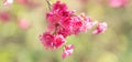 Beautiful Sakura Cherry Blossom in dark pink color in spring Royalty Free Stock Photo