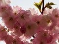 Beautiful Sakura cherry blossom in full bloom Royalty Free Stock Photo