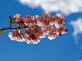 Beautiful Sakura cherry blossom in full bloom Royalty Free Stock Photo