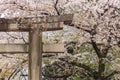 Beautiful sakura cherry blossom in Ueno park, spring season at Tokyo Royalty Free Stock Photo