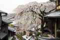 Cherry blossoms, Kyoto, Japan Royalty Free Stock Photo