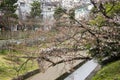 Cherry blossoms, Kyoto, Japan Royalty Free Stock Photo