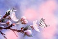 Beautiful sakura flower cherry blossom with ladybug and butterfly. Greeting card background template. Shallow depth. Soft pink and