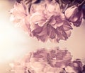 Beautiful sakura flower cherry blossom macro, water reflection, sun light. Greeting card background template. Shallow depth. Soft Royalty Free Stock Photo