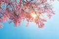 Beautiful sakura flower cherry blossom in spring. Royalty Free Stock Photo