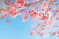 Beautiful sakura flower cherry blossom in spring. Royalty Free Stock Photo