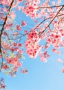 Beautiful sakura flower cherry blossom in spring. Royalty Free Stock Photo