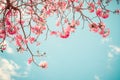 Beautiful sakura flower cherry blossom in spring. Royalty Free Stock Photo