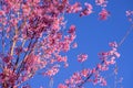 Beautiful sakura flowers during spring season with blue sky,Cherry blossoms in full blooming Royalty Free Stock Photo