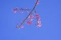 Beautiful sakura flowers during spring season with blue sky,Cherry blossoms in full blooming Royalty Free Stock Photo