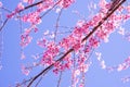 Beautiful sakura flowers during spring season with blue sky,Cherry blossoms in full blooming Royalty Free Stock Photo