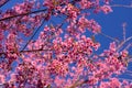 Beautiful sakura flowers during spring season with blue sky,Cherry blossoms in full blooming Royalty Free Stock Photo