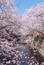 Beautiful sakura full bloom in spring at Meguro river Royalty Free Stock Photo