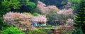 Beautiful sakura garden in taiwan Royalty Free Stock Photo