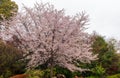 Beautiful Sakura in the old town of Higashiyama district, Kyoto Royalty Free Stock Photo
