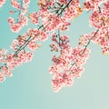 Beautiful sakura pink flower in spring