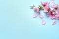 Beautiful sakura tree blossoms on light blue background, flat lay. Space for text Royalty Free Stock Photo