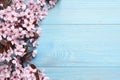 Beautiful sakura tree blossoms on light blue wooden background, flat lay. Space for text Royalty Free Stock Photo