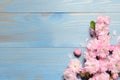 Beautiful sakura tree blossoms on light blue wooden background, flat lay. Space for text Royalty Free Stock Photo