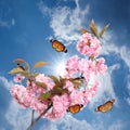 Beautiful sakura tree branch with pink flowers and flying butterflies outdoors Royalty Free Stock Photo