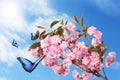 Beautiful sakura tree branch with delicate pink flowers and flying butterflies outdoors Royalty Free Stock Photo