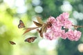 Beautiful sakura tree branch with delicate pink flowers and flying butterflies outdoors Royalty Free Stock Photo