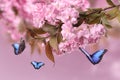 Beautiful sakura tree branch with delicate pink flowers and flying butterflies outdoors Royalty Free Stock Photo