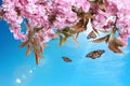 Beautiful sakura tree with delicate pink flowers and flying butterflies outdoors Royalty Free Stock Photo