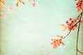 beautiful sakura tree flower cherry blossom in spring. Royalty Free Stock Photo