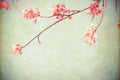 Beautiful sakura tree flower cherry blossom in spring Royalty Free Stock Photo