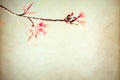 beautiful sakura tree flower cherry blossom in spring. Royalty Free Stock Photo