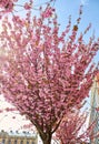 Beautiful sakura tree,Japanese sakura tree blossomed in beautiful city on blue sky background Royalty Free Stock Photo