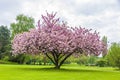 Beautiful sakura tree in the park