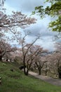 Beautiful sakura tree