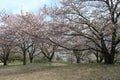 Beautiful sakura tree