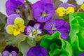 Beautiful salad with edible flowers