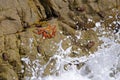 Beautiful Sally Lightfoot Crab, Grapsus grapsus, on rocks, Pacific Ocean Coast, Tocopilla, Chile